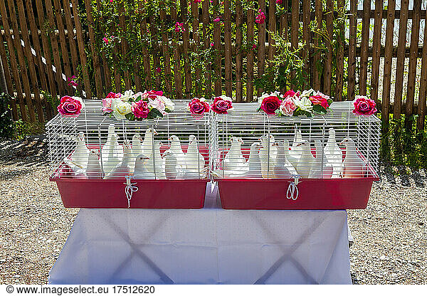 Cages with white doves prepared for wedding celebration
