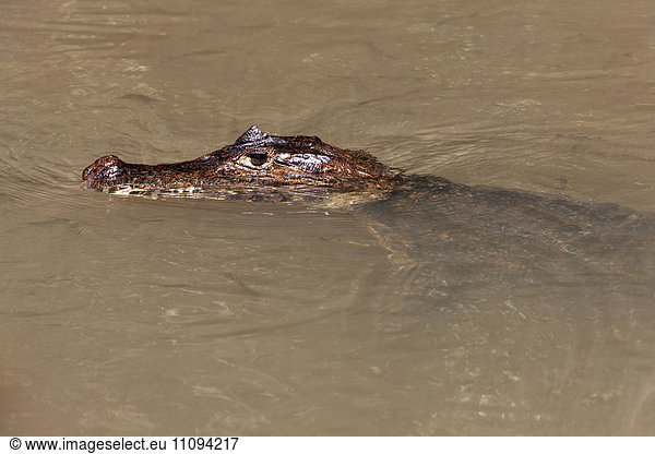 Caiman resting in the water  Costa Rica