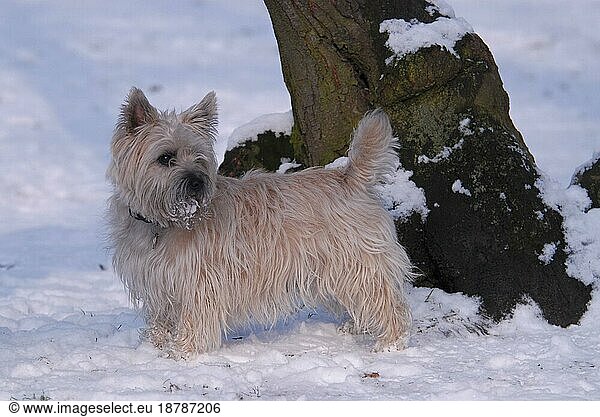 Cairn Terrier  bitch  dog  run  running  play  snow  winter  snowy  fun  joy  motion  action  jump  dog  dogs  hound  terrier  domestic dogs (canis lupus familiaris)  domestic animals  pets  pets