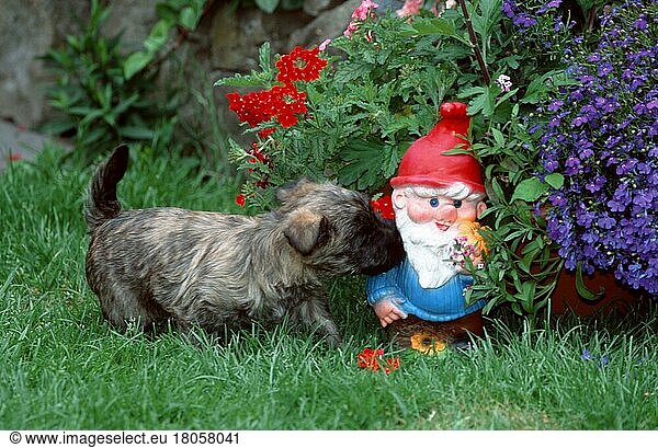 Cairn Terrier  puppy  6 weeks  with garden gnome