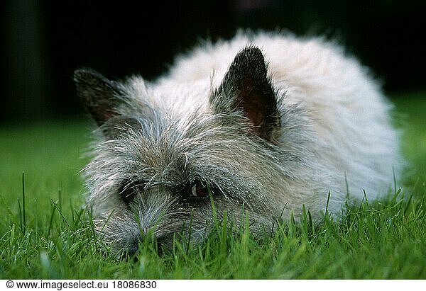 Cairn-Terrier (Saeugetiere) (mammals) (animals) (Haushund) (domestic dog) (Haustier) (Heimtier) (pet) (außen) (outdoor) (Wiese) (meadow) (liegen) (lying) (adult) (Querformat) (horizontal) (traurig) (sad)