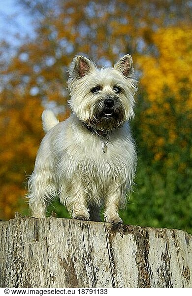 Cairn Terrier  standing on a stump of a tree in front of trees with autumnal colours  FCI Standard No. 4  standing on a stump of a tree in front of trees with autumnal colours (canis lupus familiaris)