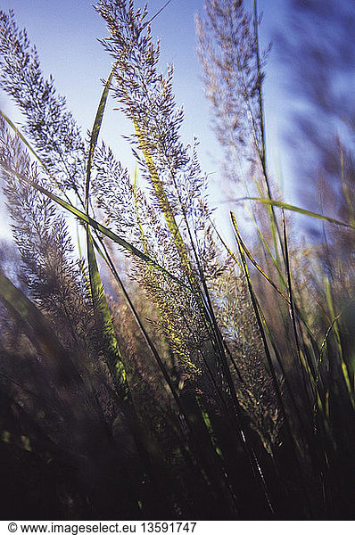 Calamagrostis brachytrica  Stipa brachytrica  Korean feather reed grass