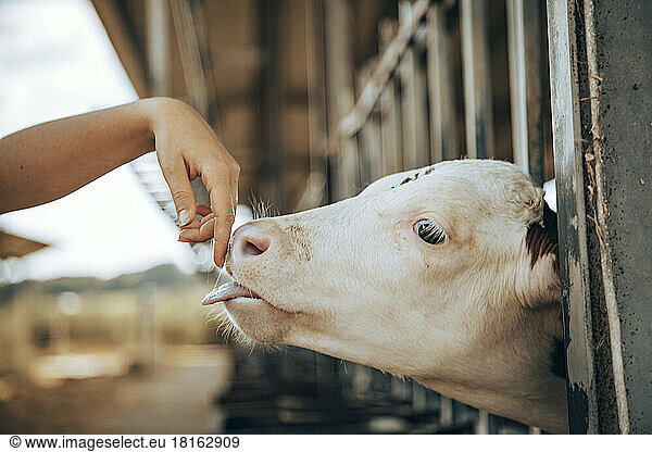 Calf licking finger of woman