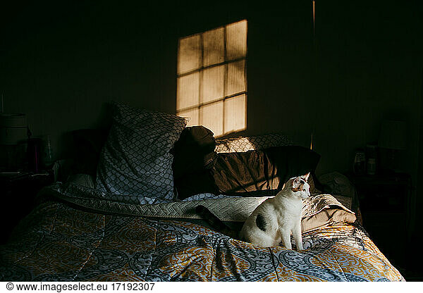 Calico Cat sitting on a bed in the morning sunshine