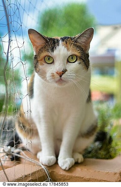 Calico Katze mit grünen Augen sitzt auf Balkon mit Sicherheitsnetz