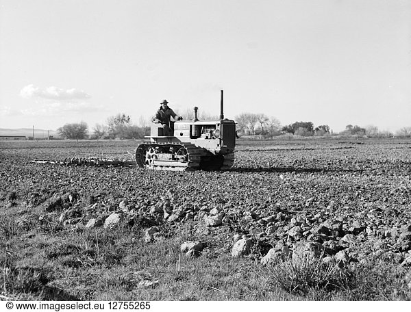 CALIFORNIA: FARMING  1939. Farmer tilling a potato field with a tractor in California. Photograph by Dorothea Lange  February 1939.