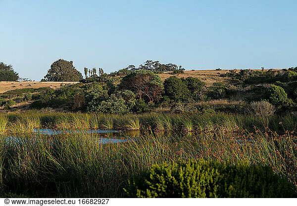 California hillside with brown grass  green growth  and pond