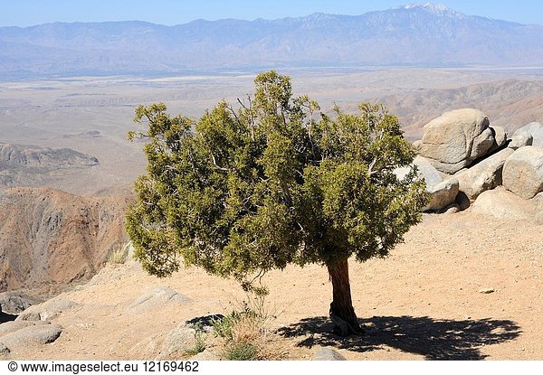 California juniper (Juniperus californica) is a juniper native to southwest USA and northwest Mexico. This photo was taken in Joshua Tree National Park  California  USA.