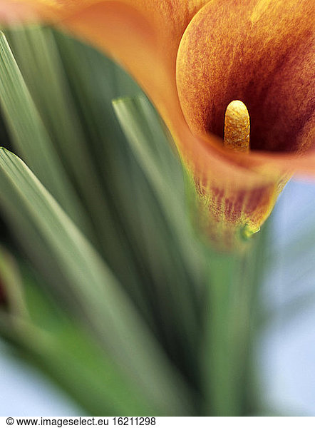Calla blossom  close-up