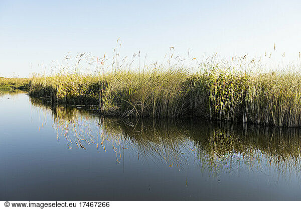 Calm waterway with long grass on the water's edge