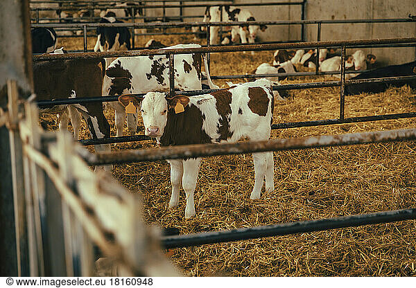 Calves amidst railings inside stable