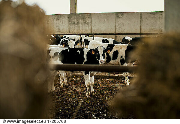 Calves at stable