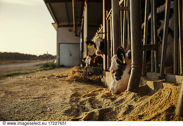Calves being fed in barn