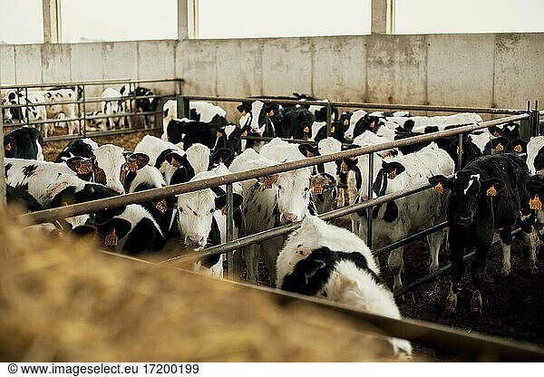 Calves in stable at farm