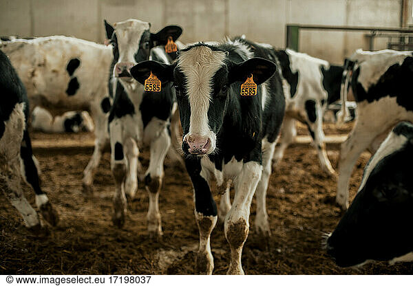 Calves with livestock tags in stable