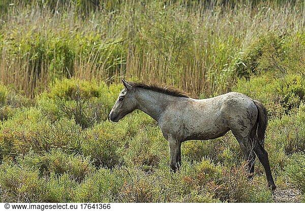 Camargue Horse  foal  Parc naturel régional de Camargue  Languedoc Roussillon  France  Europe