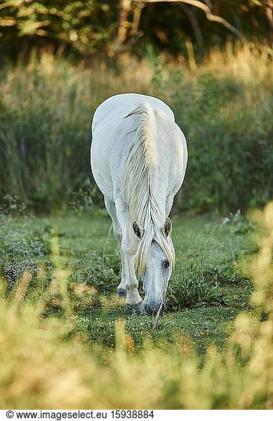 Camargue horse grazing on a field  Camargue  France  Europe