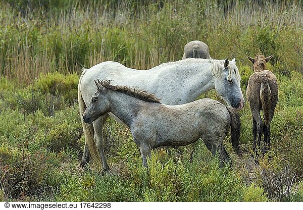 Camargue Horse  mare with foal  Parc naturel régional de Camargue  Languedoc Roussillon  France  Europe