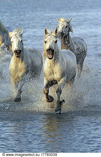Camargue horses run through water  Camargue  Provence  South of France  Camargue horse  white horse