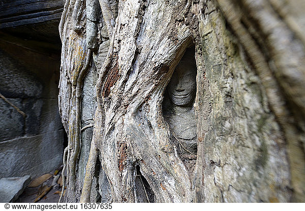 Cambodia  Siem Reap  Ta Prohm  Strangler fig growing over temple ruins