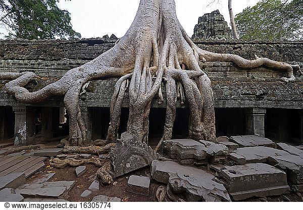 Cambodia  Siem Reap  Ta Prohm  Tetrameles nudiflora growing on temple ruins