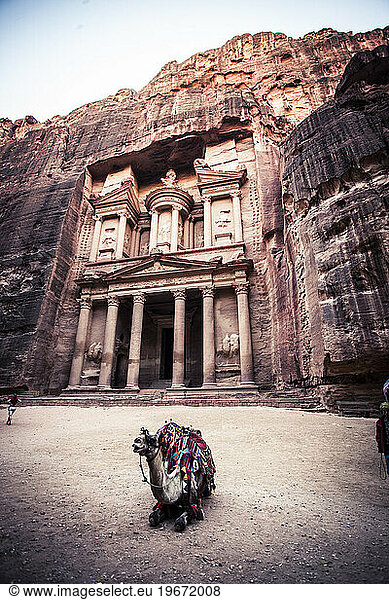 Camel and the Treasury Building at Petra  Jordan