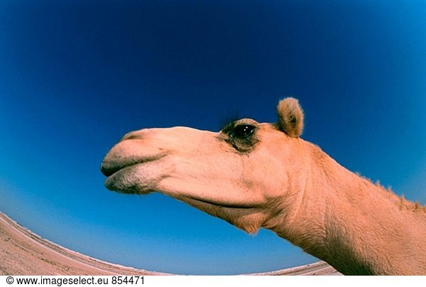 Camel (Camelus Dromedarius). Bahrain