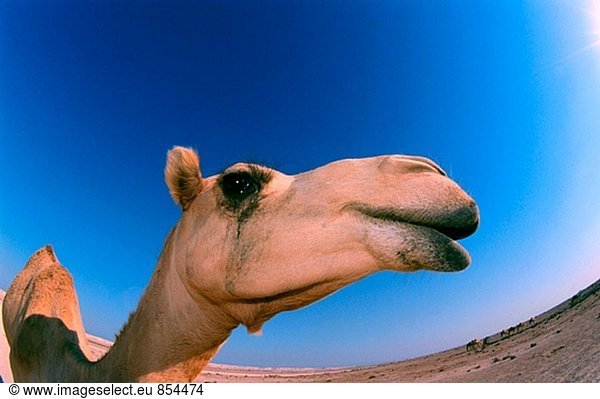 Camel (Camelus Dromedarius). Bahrain