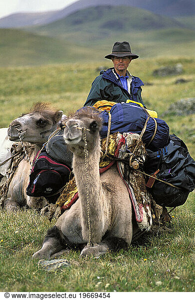 Camel packing  Altai Tavan Bogd National Park  Mongolia