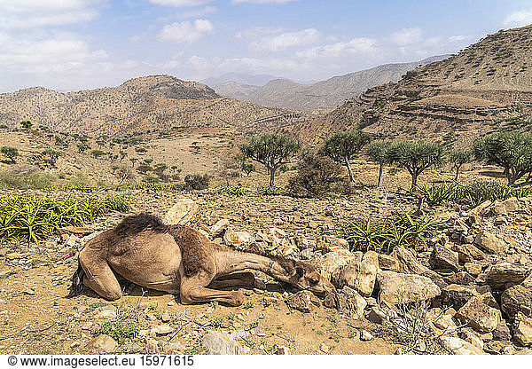 Camel resting in the desert  Dallol  Danakil Depression  Afar Region  Ethiopia  Africa