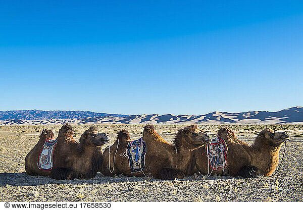 camel's at the great sand dunes of the Gobi desert