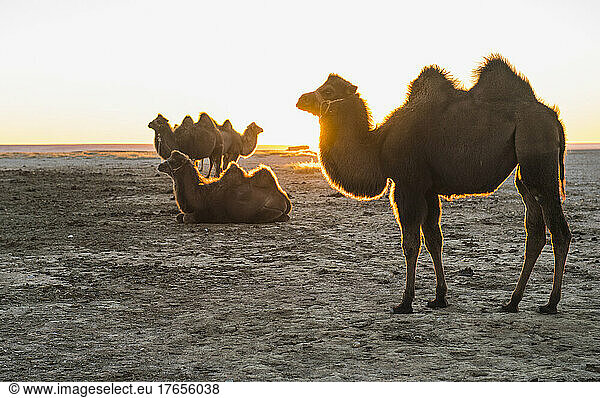Camel's in the Gobi desert