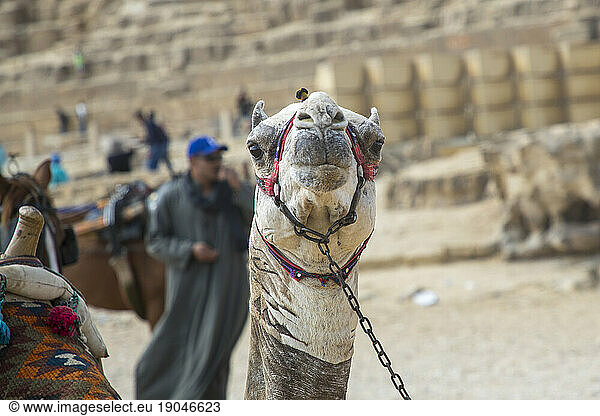 Camel staring at photographer at the Pyramids of Giza