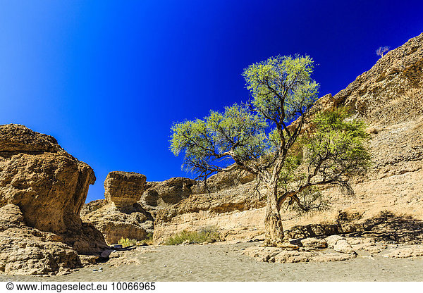 Camel thorn (Acacia erioloba) in Sesriem Canyon  Namib-Naukluft National Park  Namibia  Africa