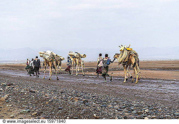 Camels caravan marching to salt mines  Dallol  Danakil Depression  Afar Region  Ethiopia  Africa