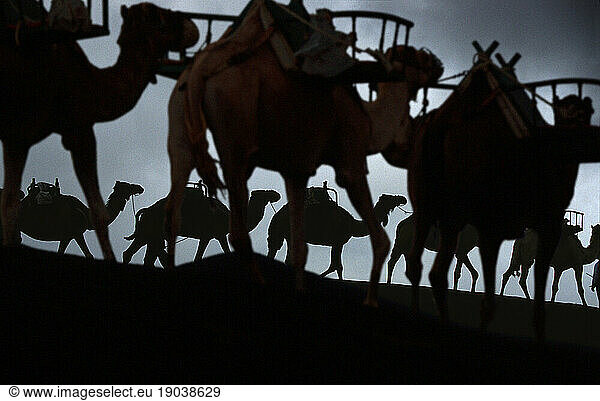 Camels in Timanfaya National Park