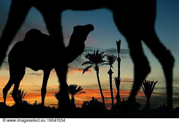 Camels  oasis  Sahara dessert