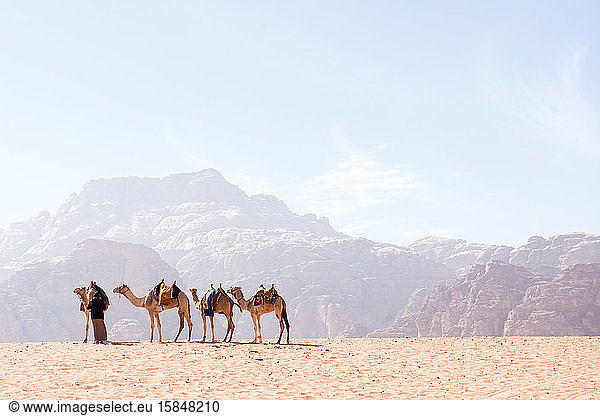 Camels rest in the dry desert sunshine