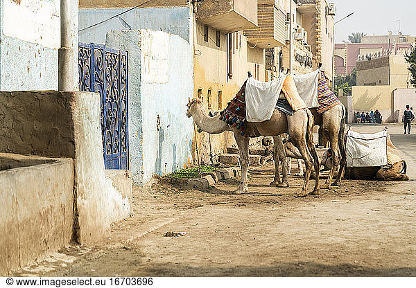 Camels stand outside a house in Giza  Egypt