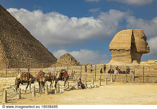 Camels standing in an enclosure next to the Great Sphinx of Giza