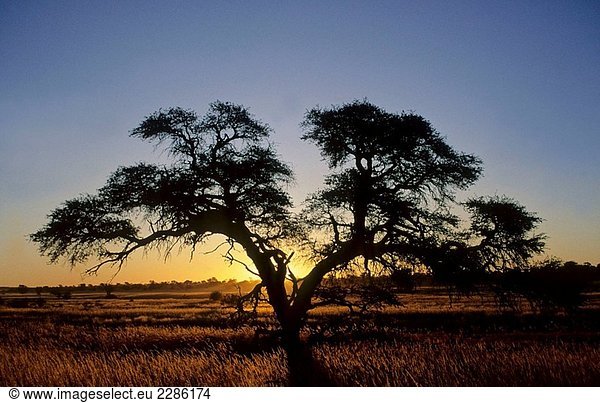Camelthorn Baum und Sonnenuntergang in der Kalahari  Kgalagadi-Transfrontier-Nationalpark  Südafrika