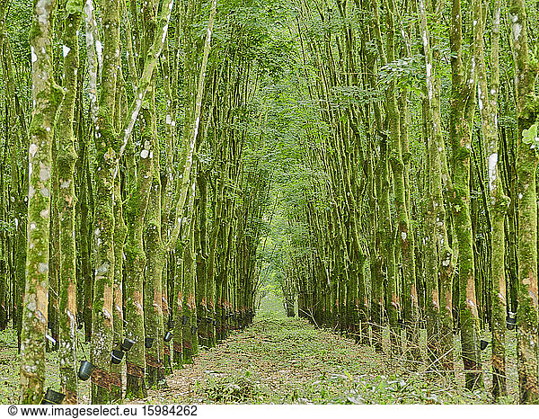 Cameroon  Pongo-Songo  Path between green rubber trees (Hevea brasiliensis)