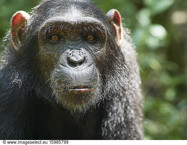 Cameroon  Pongo-Songo  Portrait of young Chimpanzee (Pan troglodytes)