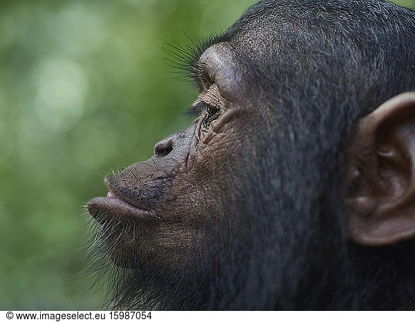 Cameroon  Pongo-Songo  Profile of young of Chimpanzee (Pan troglodytes)