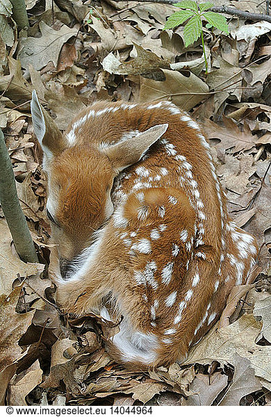 Camouflaged Fawn