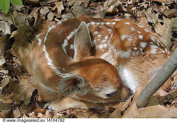Camouflaged Fawn