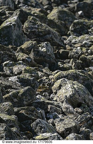 Camouflaged ptarmigan (Lagopus) in the rocky highlands  Aurland  Norway  Europe