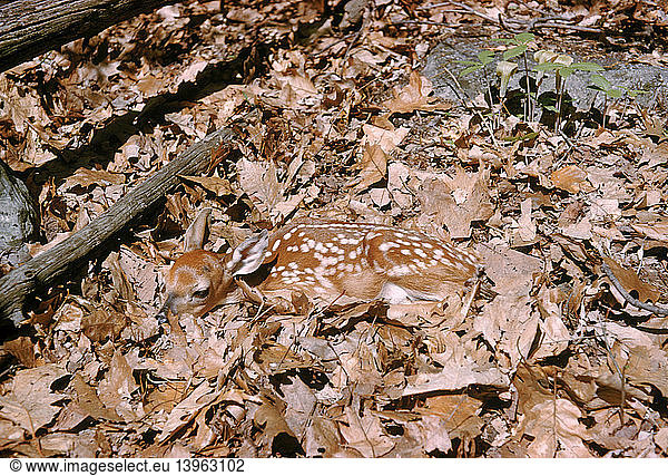 Camouflaged White-tailed Deer fawn