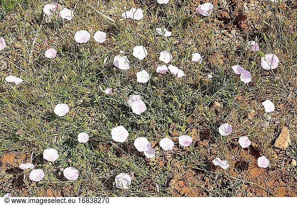 Campanilla espigada (Convolvulus lineatus) is a perennial herb native to Mediterranean Basin. This photo was taken in Garraf Natural Park  Barcelona province  Catalonia  Spain.